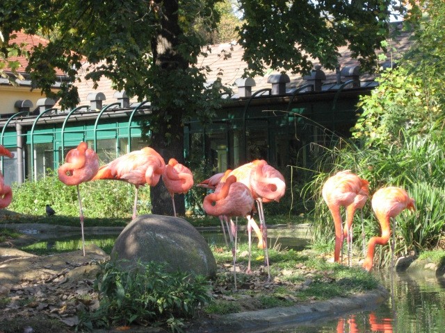 Dunaj ZOO - foto povečava