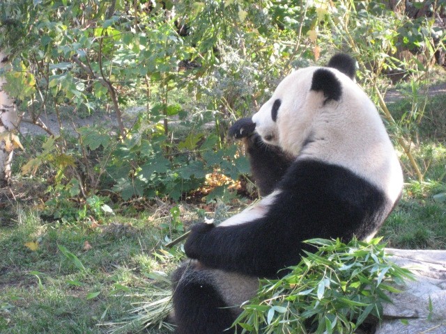 Dunaj ZOO - foto povečava