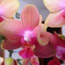 domača orhideja