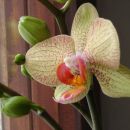 Domače orhideje