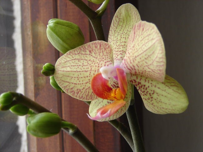 Domače orhideje
