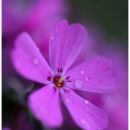 tenderness