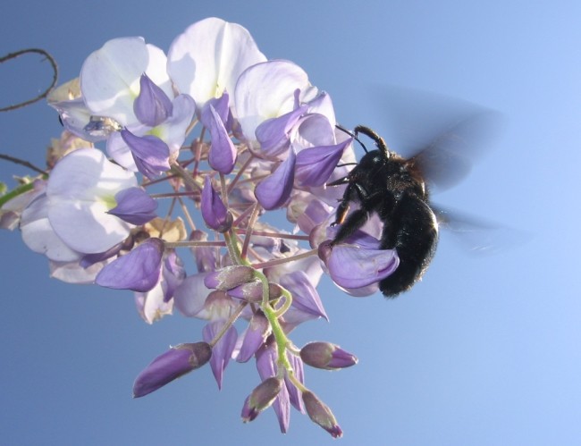 Čebele - foto povečava