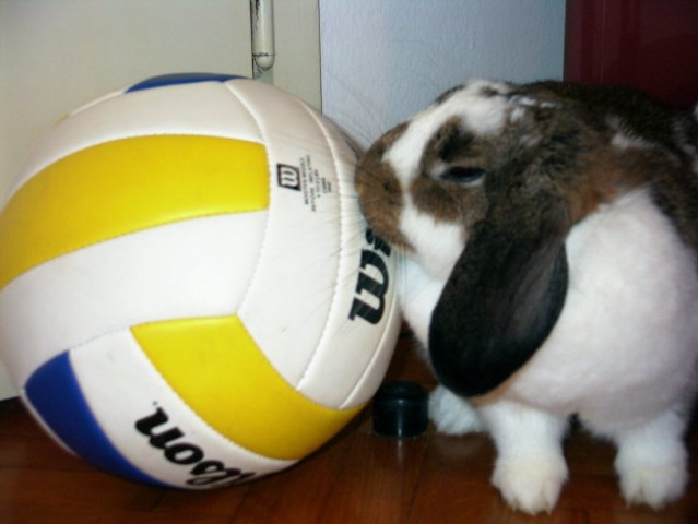 ..she like volleyball..
