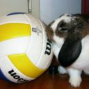 ..she like volleyball..
