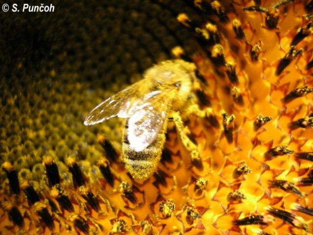 Čebela na sončnici