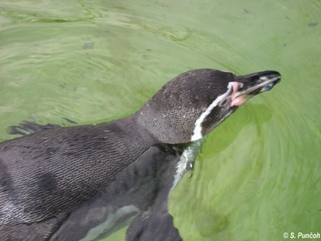Pingvin - živalski vrt Berlin