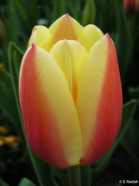 Tulipan - Mozirski gaj  