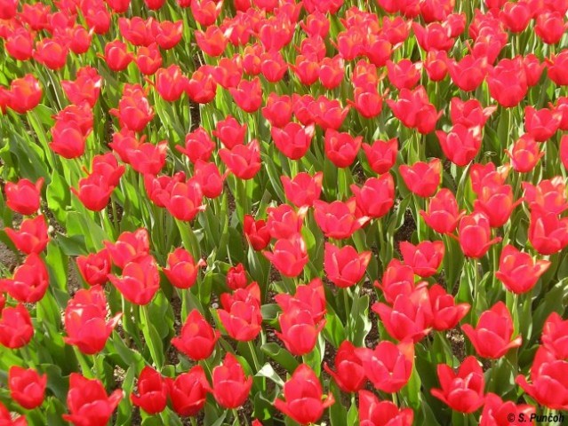 Tulipani - Mozirski gaj