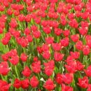 Tulipani - Mozirski gaj