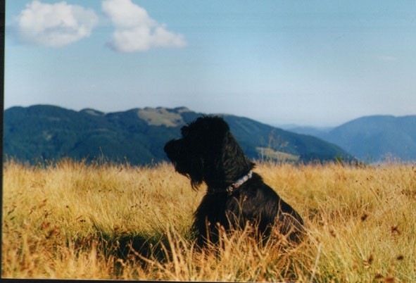 Bolha - foto