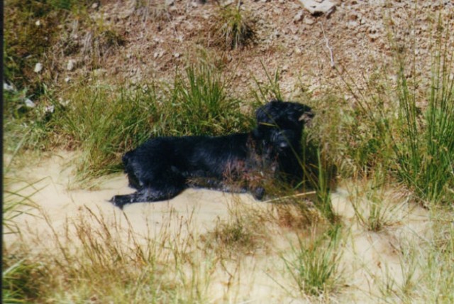 Bolha - foto