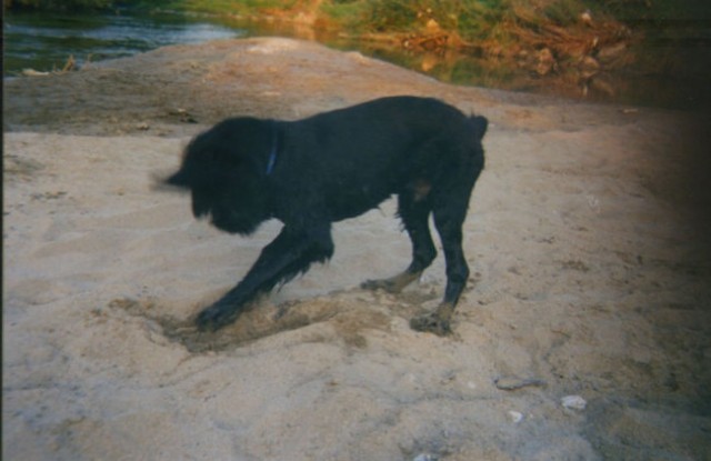 Bolha - foto