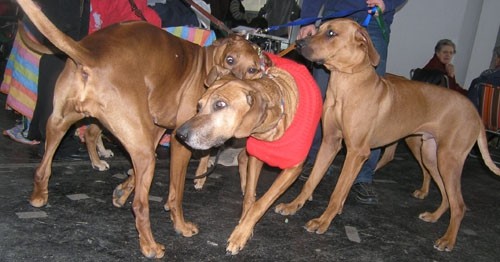 Bolha - foto