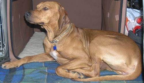 Bolha - foto