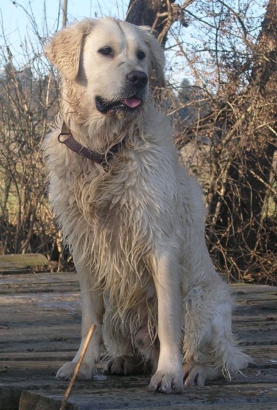 Bolha - foto