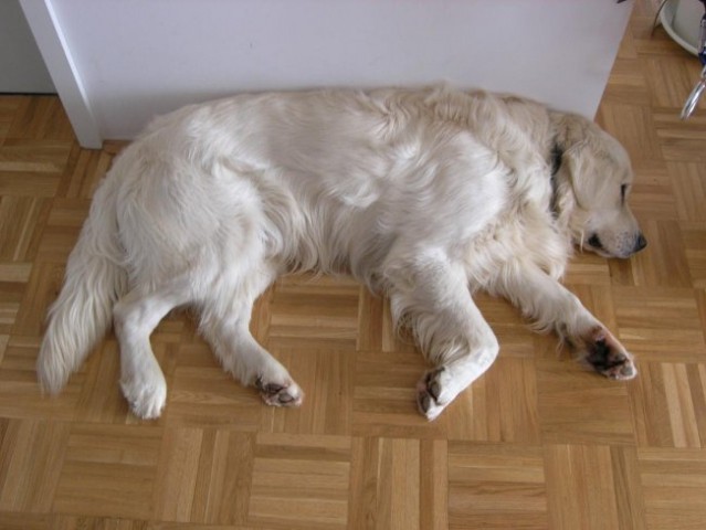 Bolha - foto