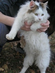 Moj Jerry