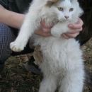 Moj Jerry