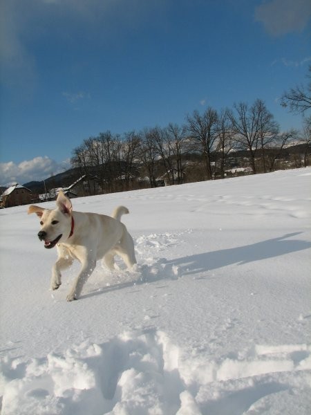 Luna - foto povečava