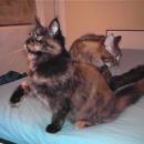 Maine Coon mačka - Juwel - 6 mesecev