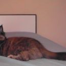 Maine Coon mačka - Juwel - 6 mesecev