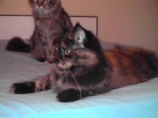 Maine Coon mačka - Juwel - 6 mesecev