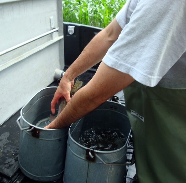 Junij 2009 - potok Idrija