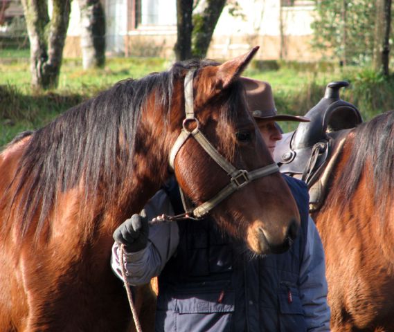 Žegenj konj - 26.12.2009