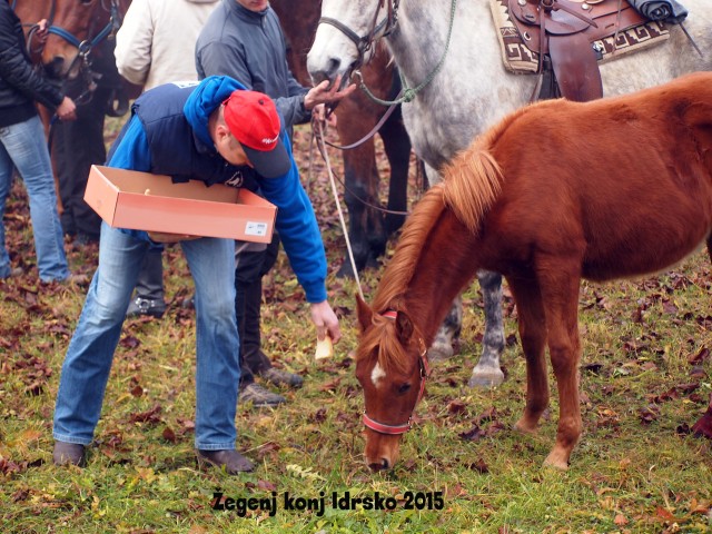 Žegenj konj 2015 - foto