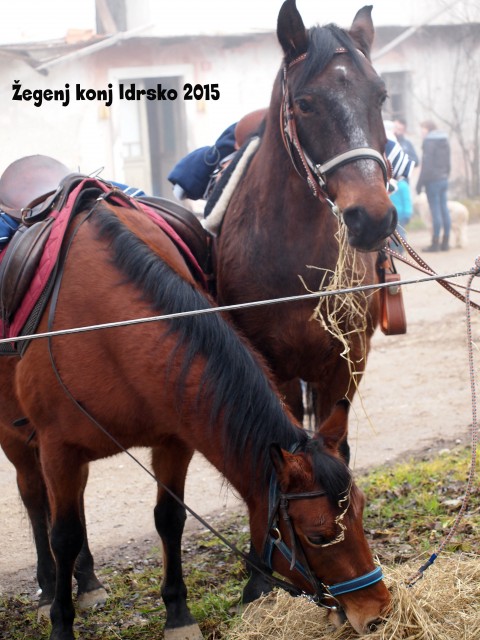 Žegenj konj 2015 - foto