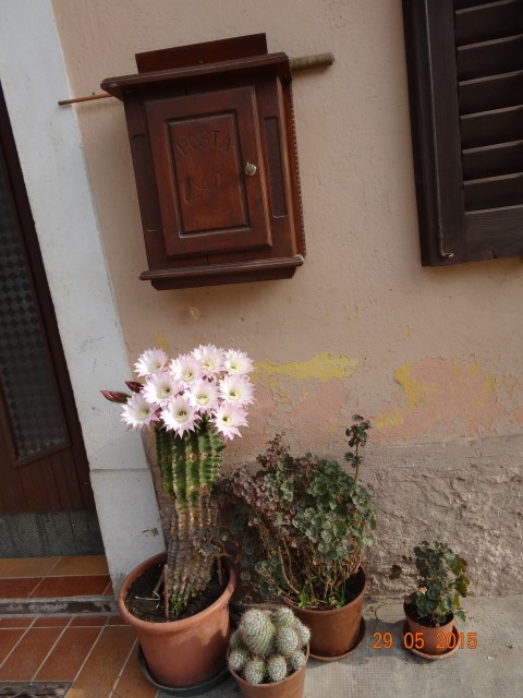29.05.2015 - Cvetoči kaktus - foto