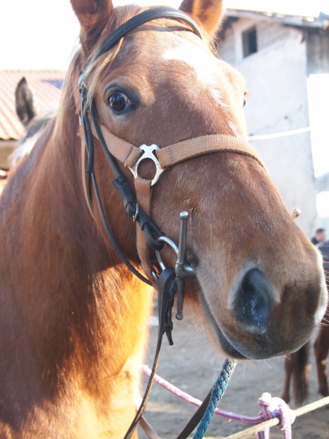 Žegenj konj 2014 - foto