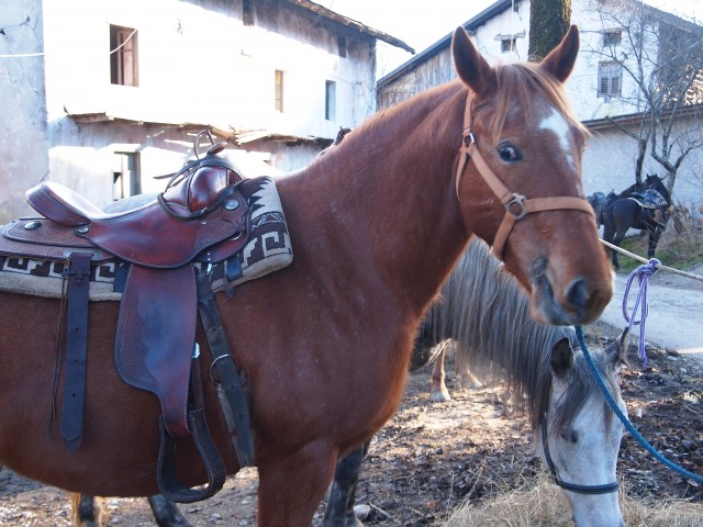 Žegenj konj 2014 - foto
