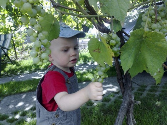 Mali vinogradnik