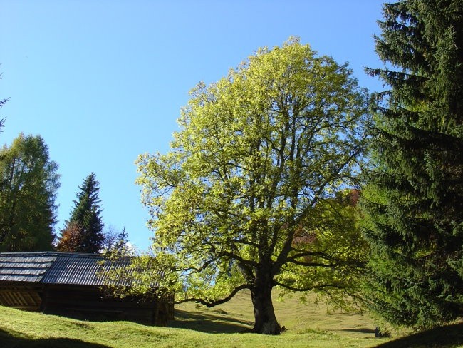 Jesenska Idila (Jurezova Planina) 22_10_2006 - foto povečava