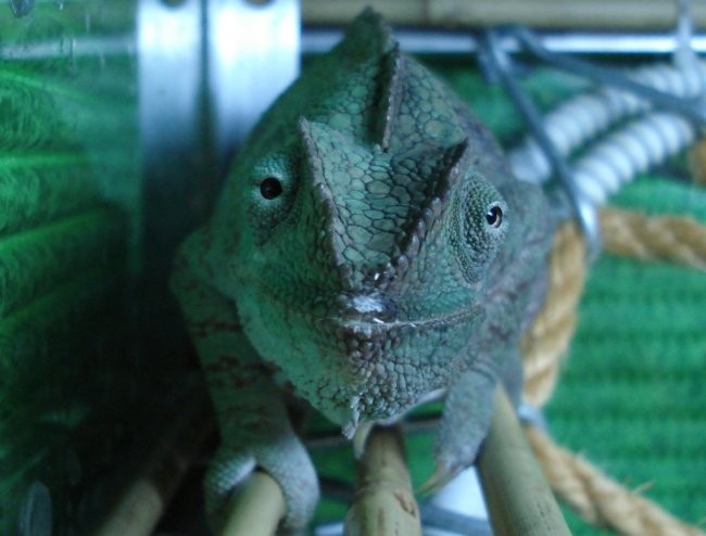 Kameleonka FIDOLINA - foto povečava