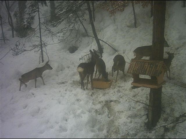 Moje slike - foto povečava