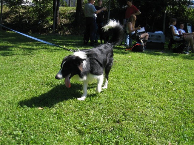 Agility Brdo - 02.09.2006 - foto povečava