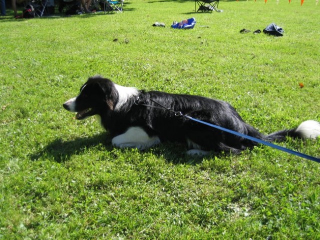 Agility Brdo - 02.09.2006 - foto