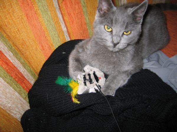 Muca Suki - foto