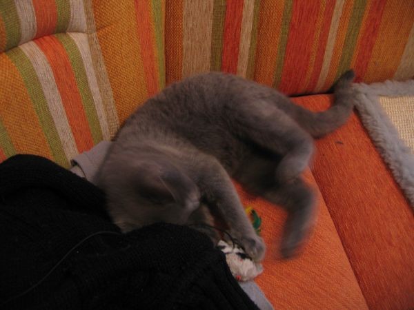 Muca Suki - foto