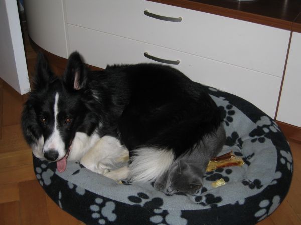 Muca Suki - foto
