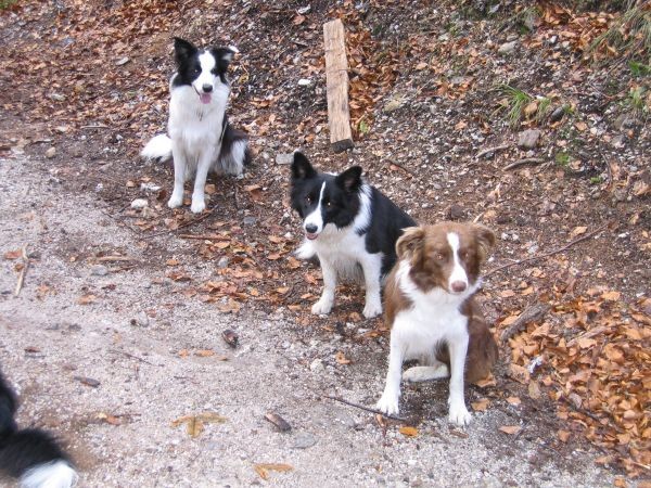 Srečanje borderjev - 12.11.2006 - foto povečava