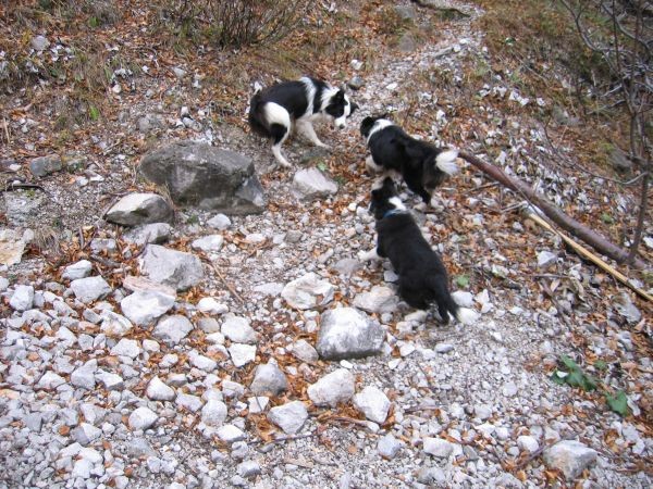 Srečanje borderjev - 12.11.2006 - foto