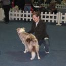 Olympic at Real Pearl (red merle)