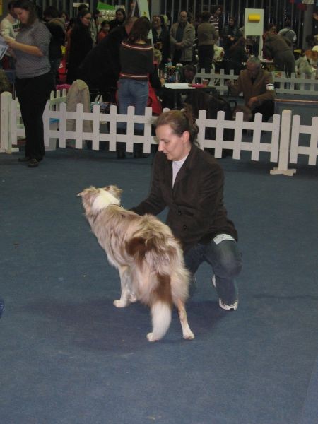 Olympic at Real Pearl (red merle)