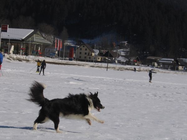 Planica - 17.02.2007 - foto