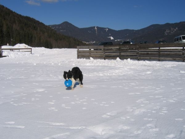 Planica - 17.02.2007 - foto