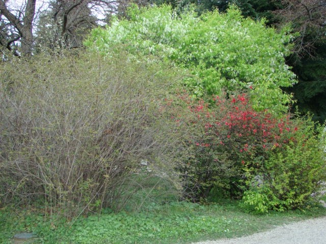 Pomlad 2008 - foto